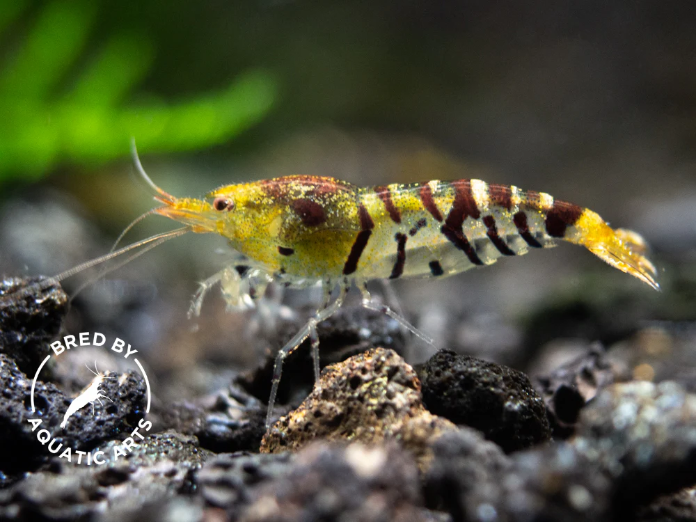 Bred By Aquatic Arts Planted Caridina Shrimp Combo Box (Caridina spp.)