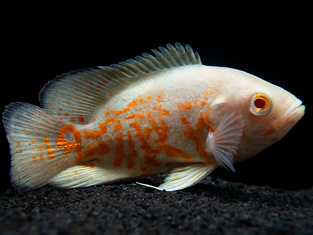 Albino Tiger Oscar (Astronotus ocellatus), Tank-Bred
