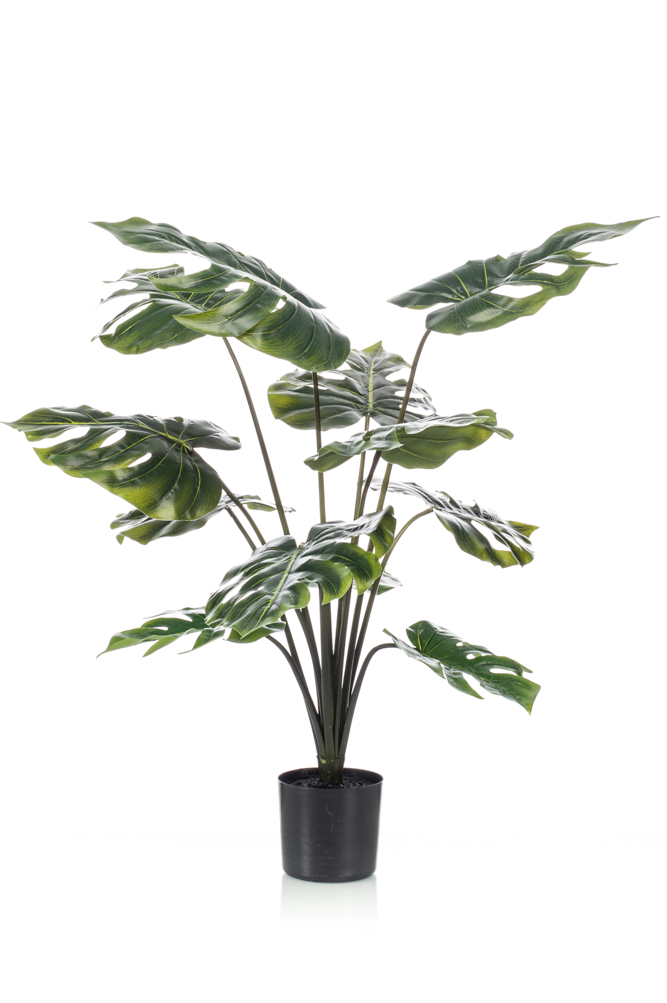 Monstera plant