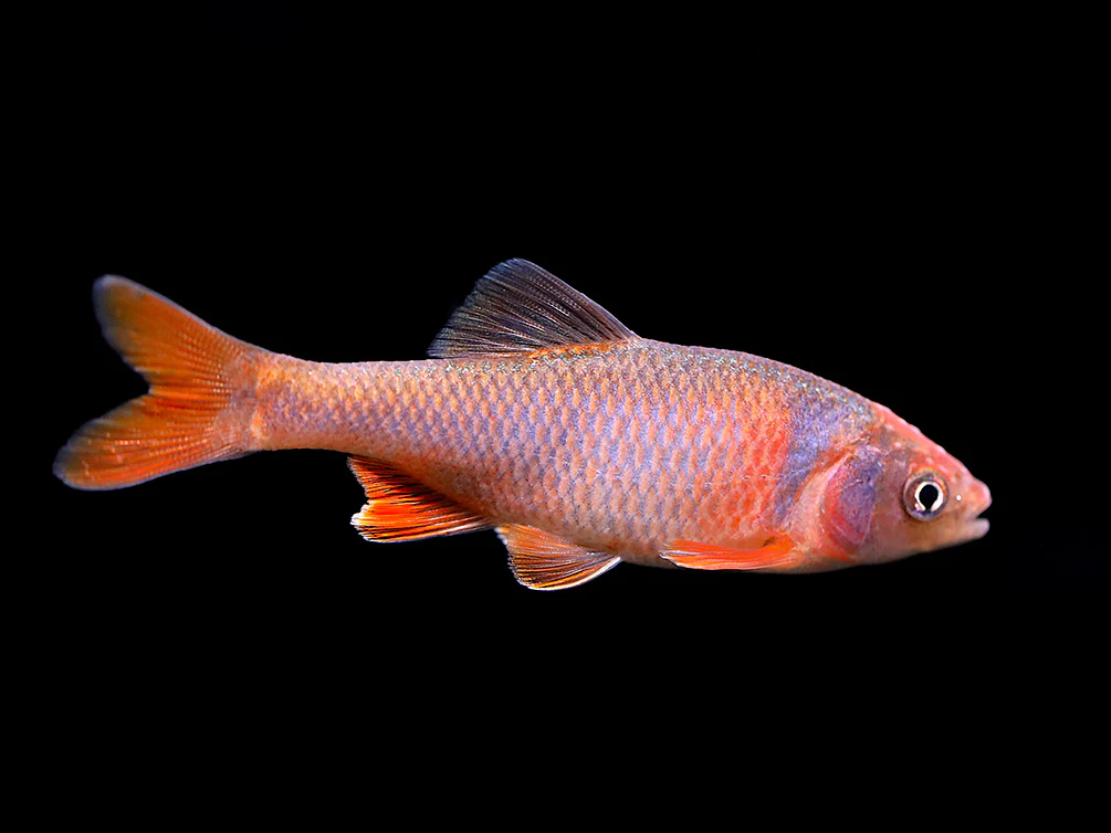 Red Shiner (Cyprinella lutrensis), Tank-Bred!