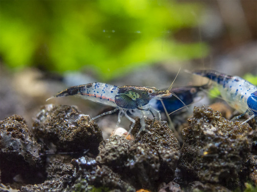 Carbon Rili Shrimp Breeder Combo Box