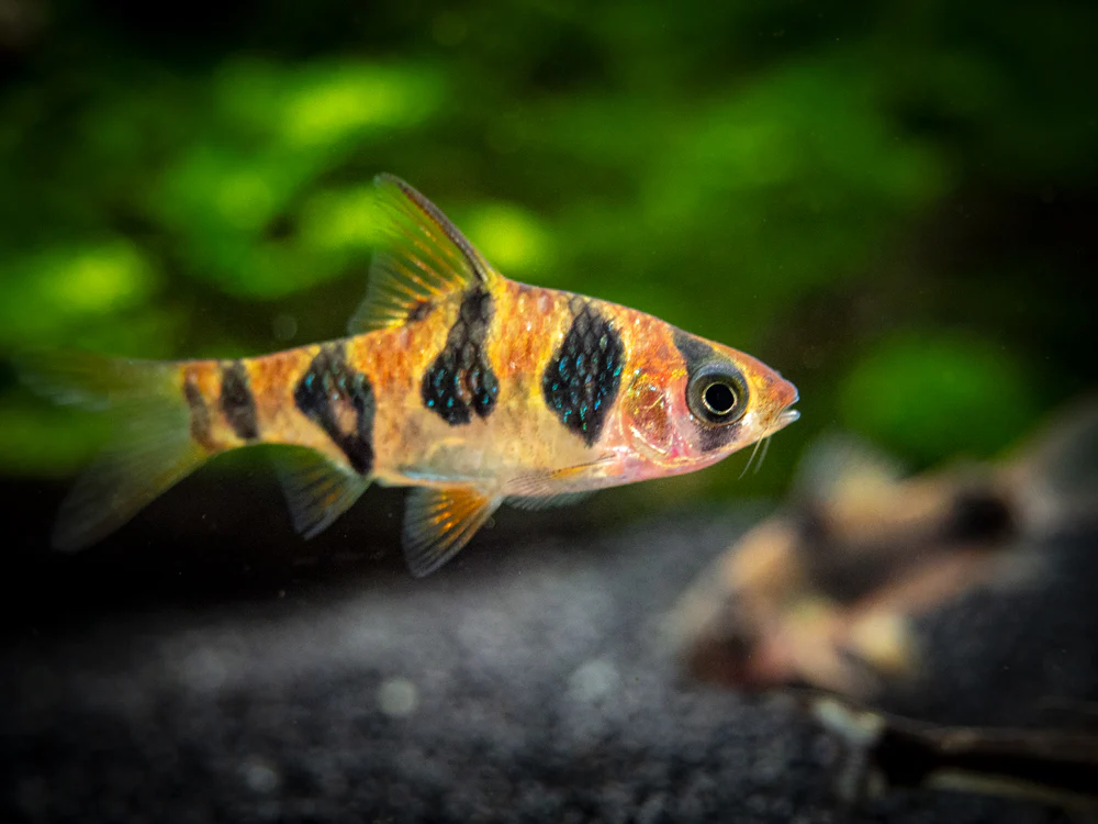 Snakeskin AKA Rhombo AKA Orange Buffalo Barb (Desmopuntius rhomboocellatus)