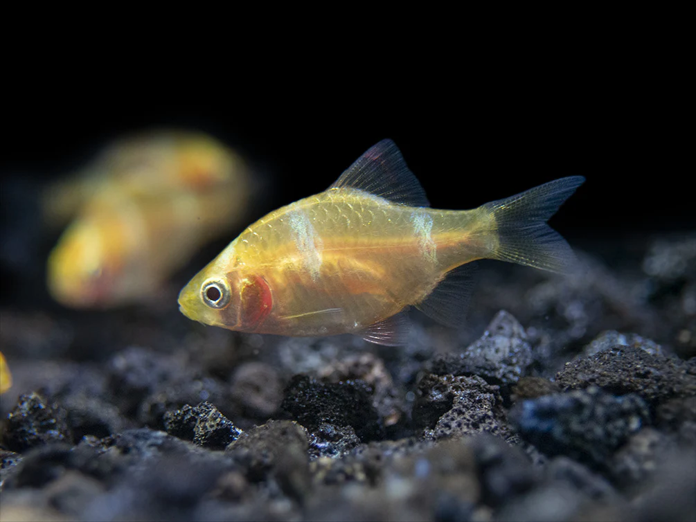 Albino Tiger Barb (Puntigrus tetrazona), Tank-Bred