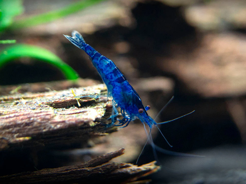 Dream Blue Velvet Shrimp Breeder Combo Box