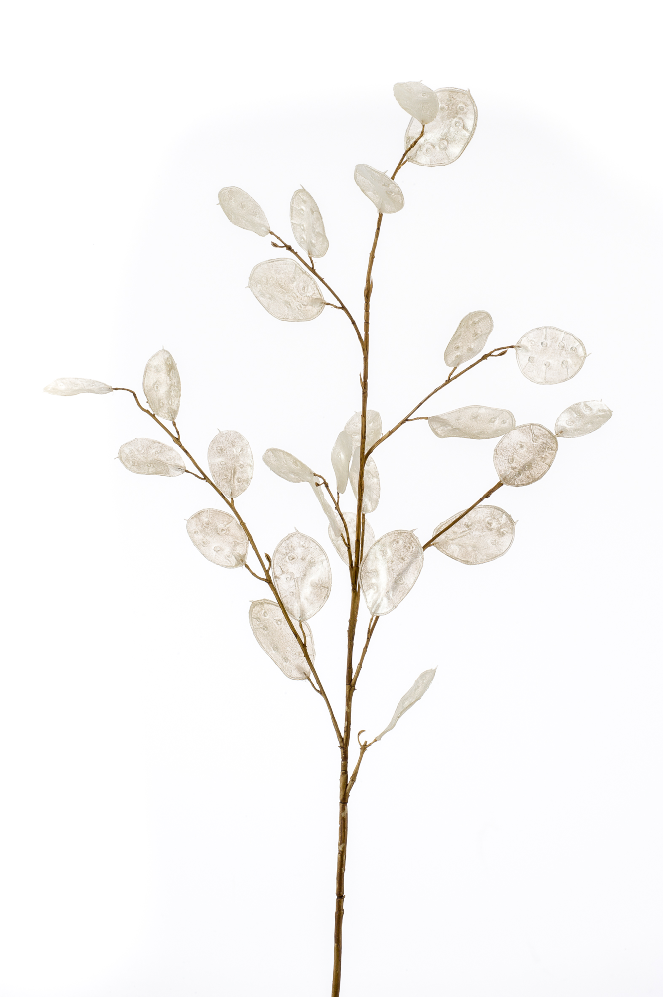 Lunaria spray cream