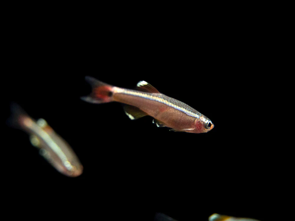 White Cloud Mountain Minnow (Tanichthys albonubes), Tank-Bred
