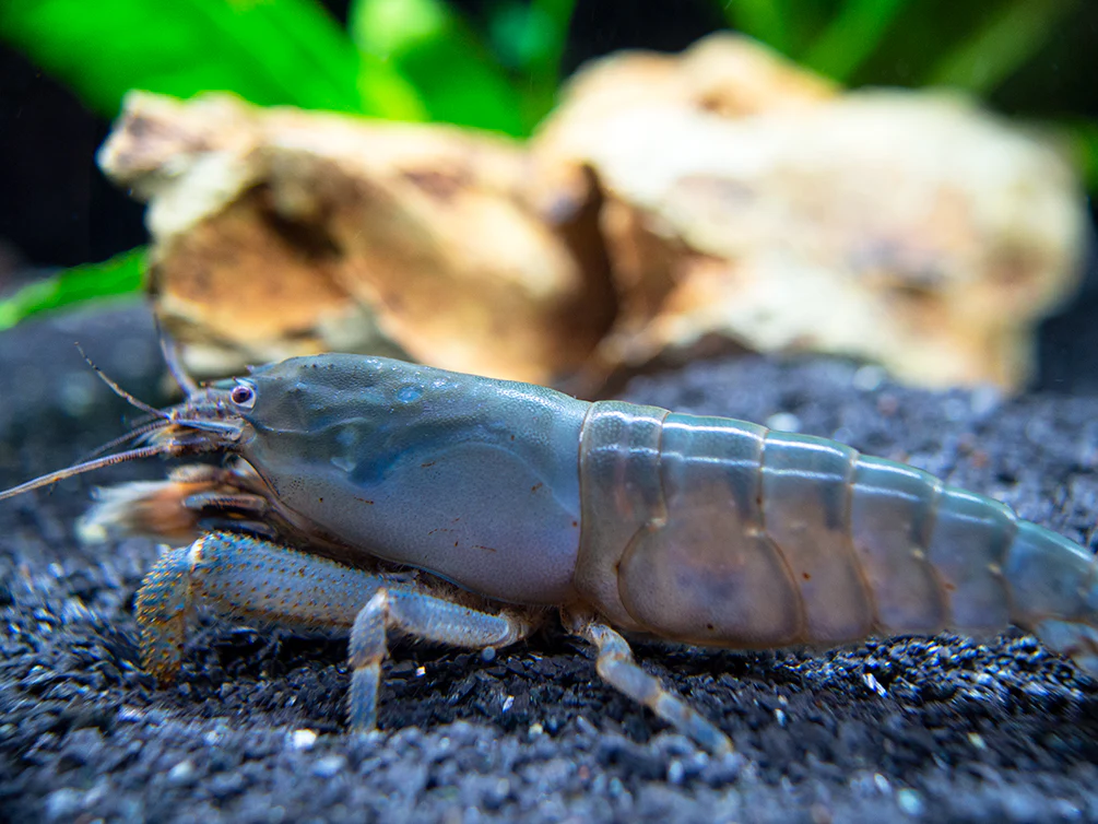 Vampire AKA Viper Shrimp (Atya gabonensis)