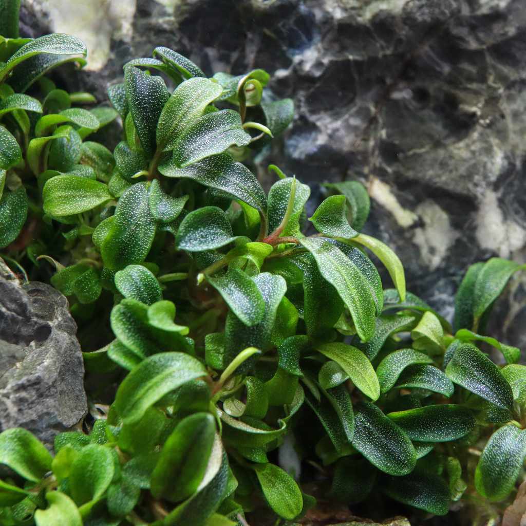 Bucephalandra Needle Leaf Tissue Culture