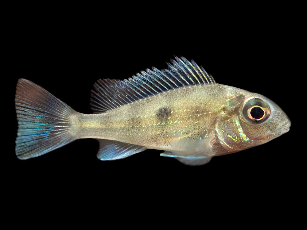 Sven's Eartheater Cichlid (Geophagus sveni), Tank-Bred!