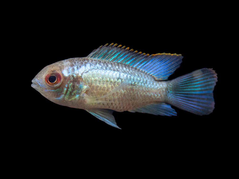 Electric Blue Acara Cichlid (Andinoacara pulcher hybrid), USA-Bred