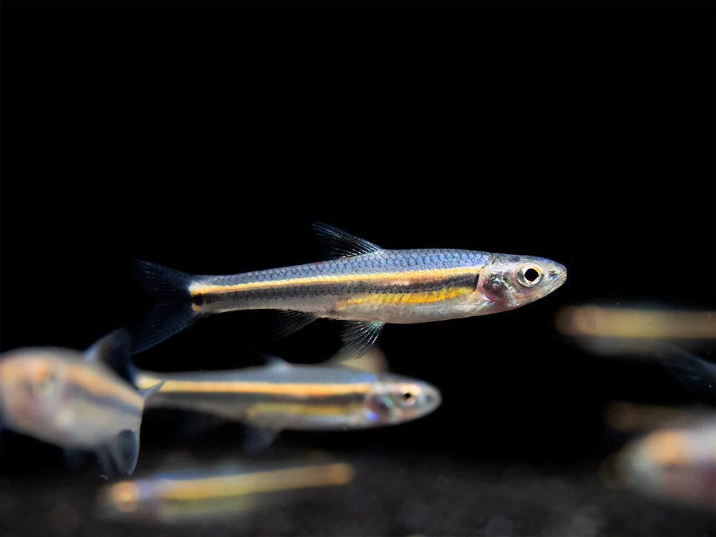 Rainbow Shiner (Notropsis chrosomus), Tank-Bred