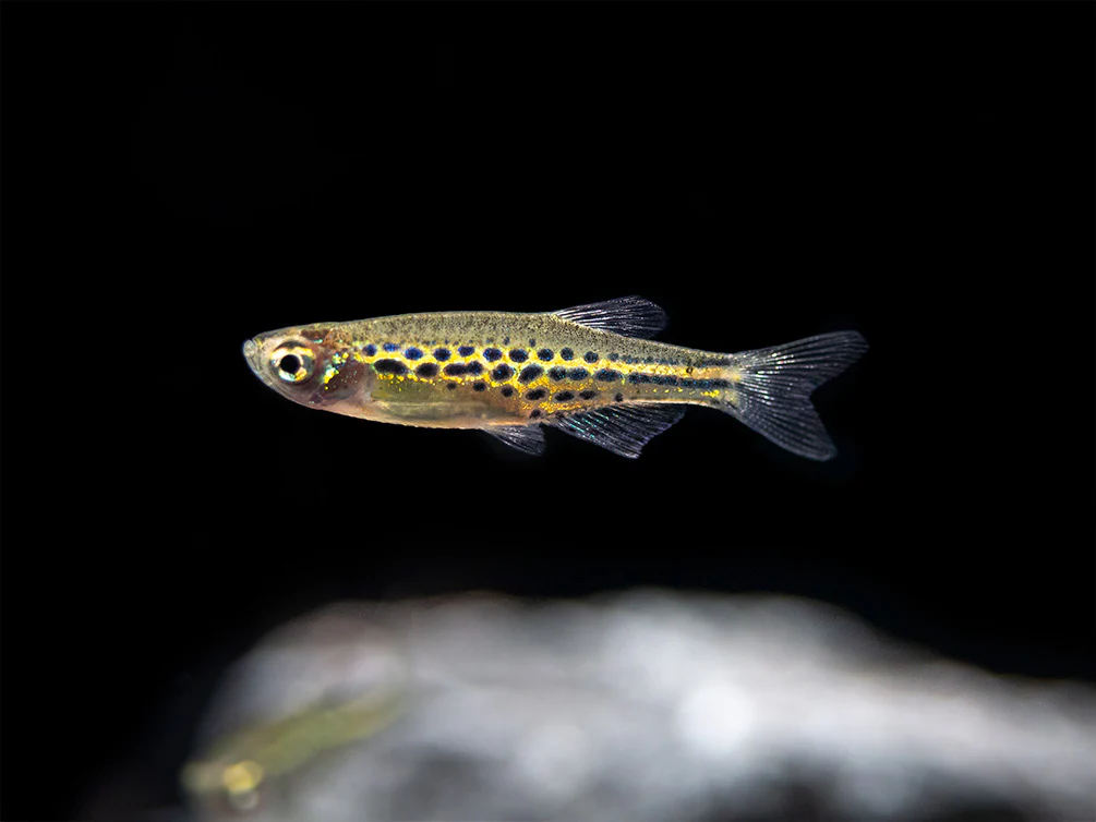 Gold Ring Danio (Brachydanio tinwini)