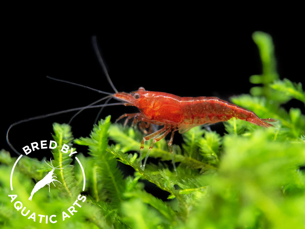 Bloody Mary Shrimp (Neocaridina davidi), BREDBY: Aquatic Arts