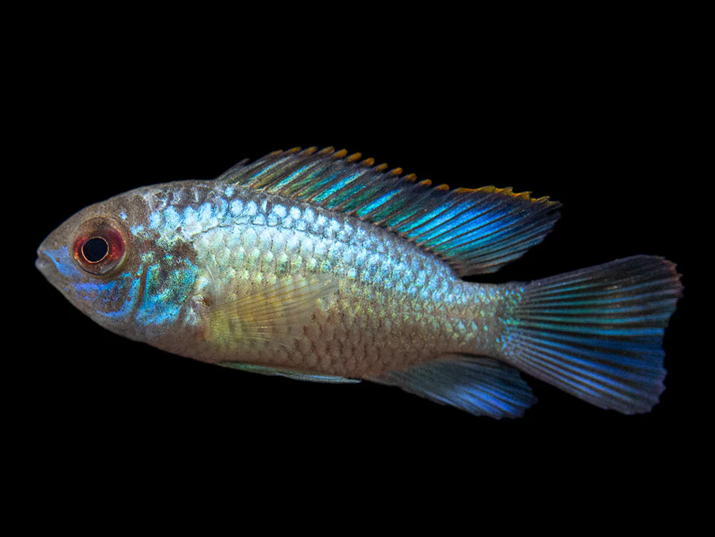 Electric Blue Acara Cichlid (Andinoacara pulcher hybrid), USA-Bred