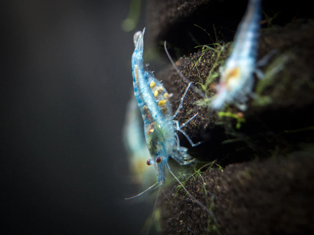 Sky Blue Velvet Shrimp (Neocaridina davidi), Tank-Bred!
