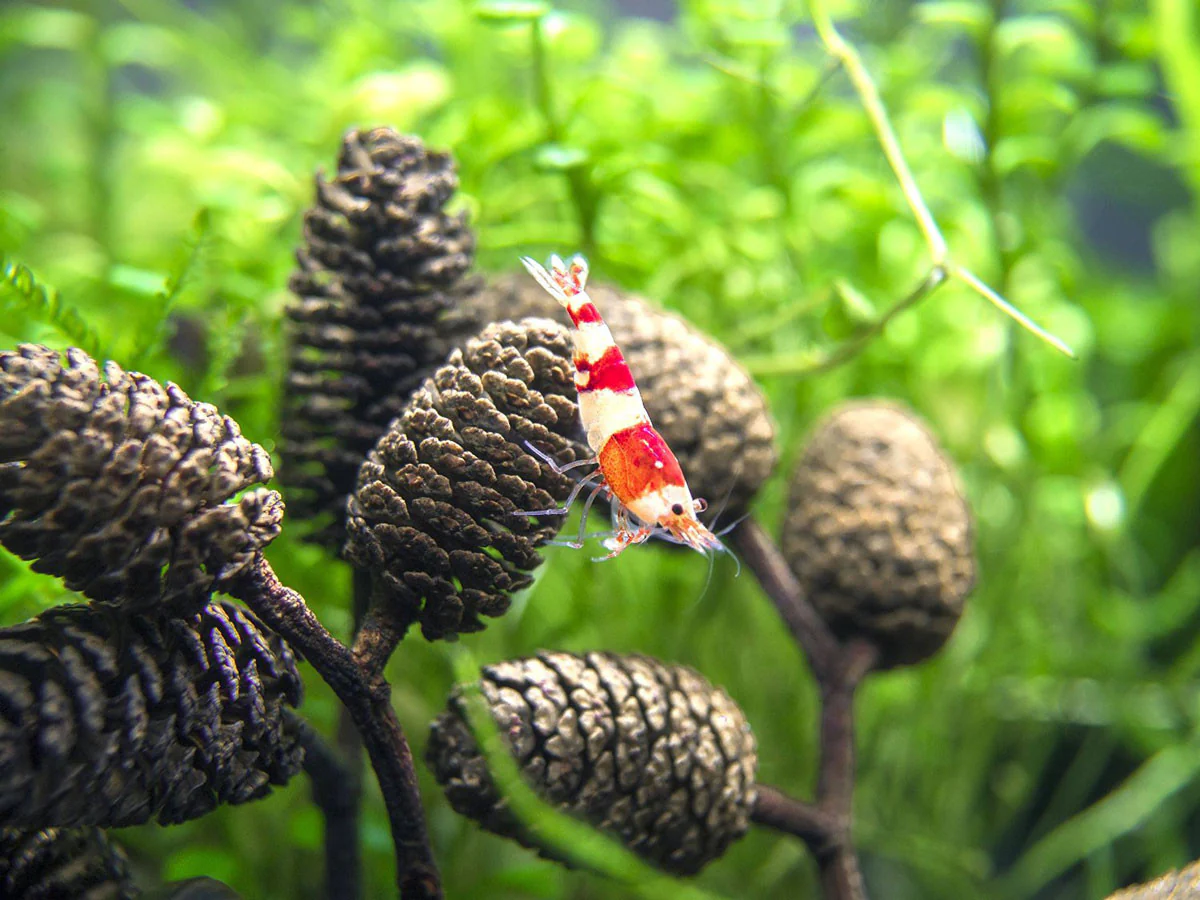 Crystal Red Shrimp (Caridina cantonensis, A-S Grade), Tank-Bred