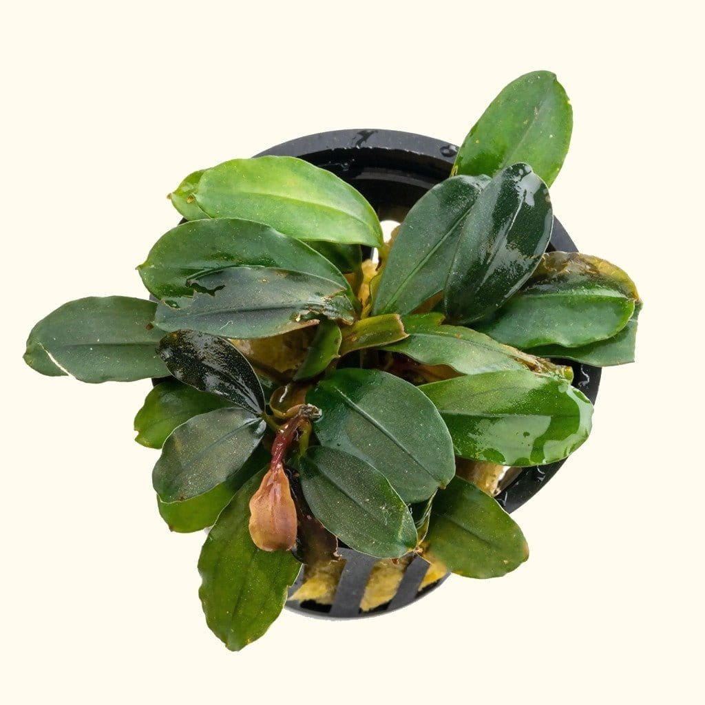 Bucephalandra Black Pearl