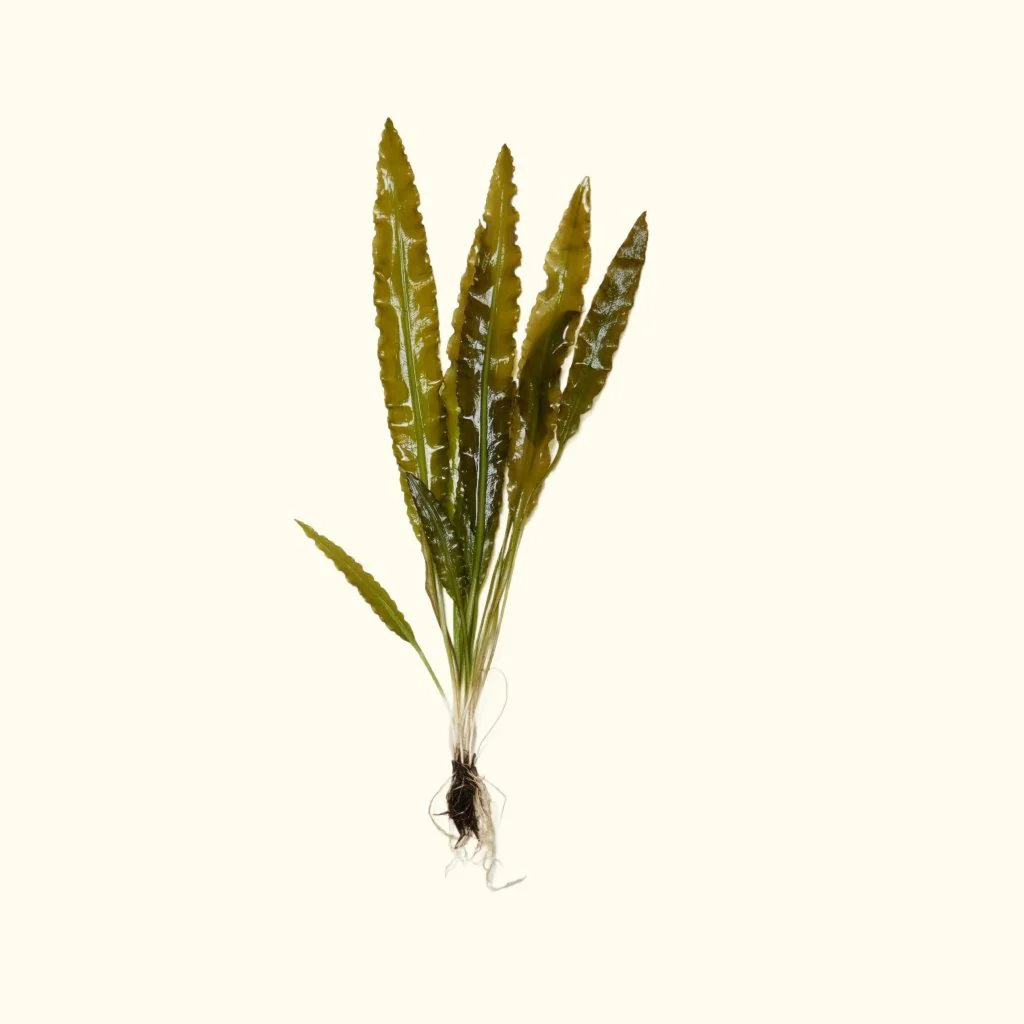 Aponogeton Crispus