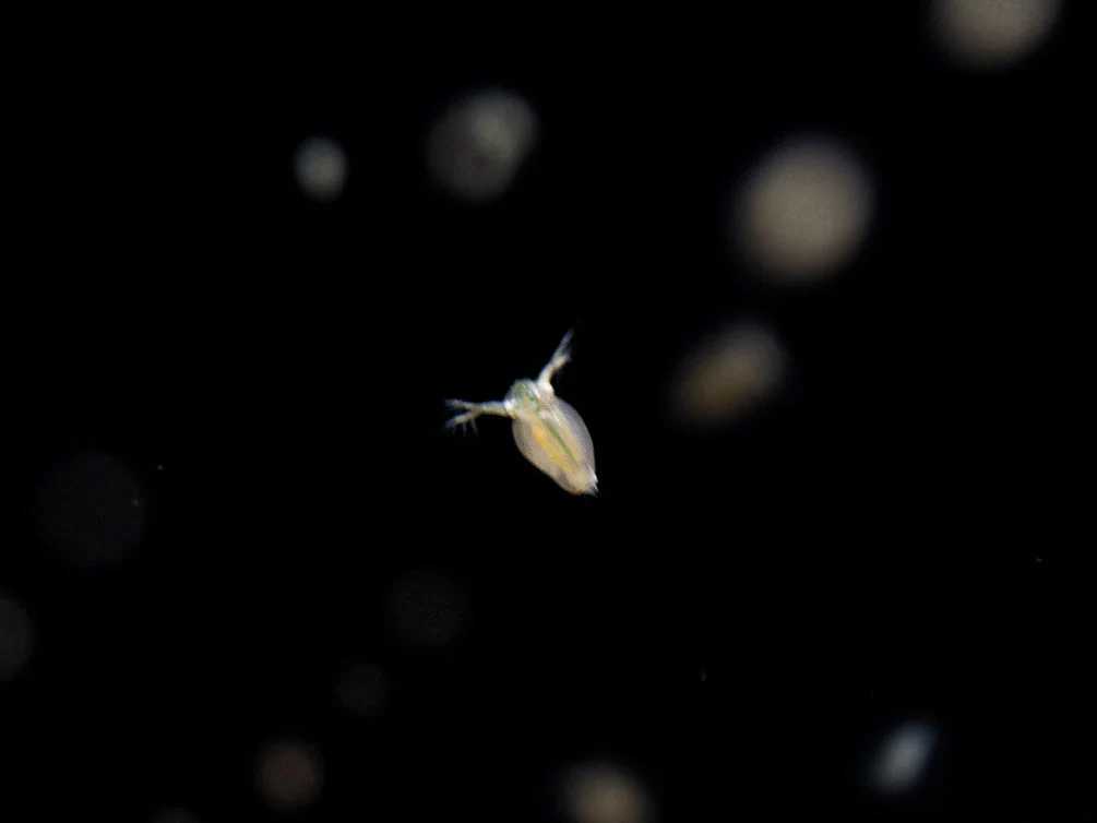 Live Daphnia and Scud Cultures Combo Pack - Aquatic Arts