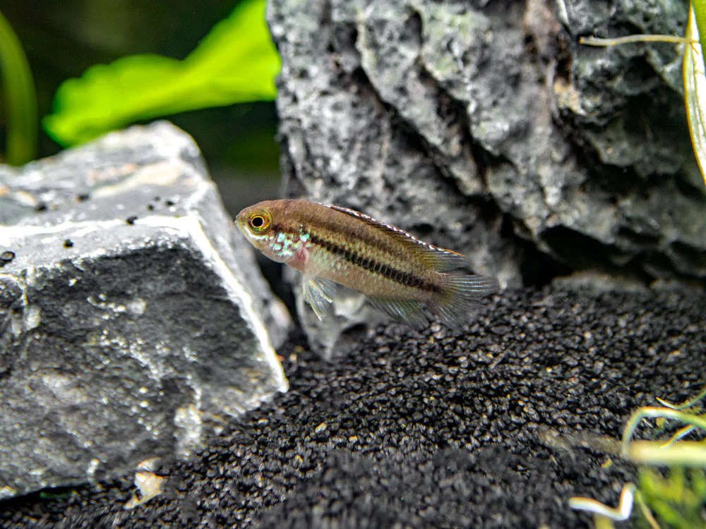 Golden Dwarf Cichlid (Nannacara anomala), - Tank Bred