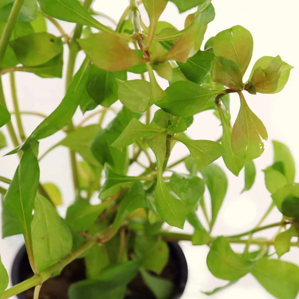 Ludwigia Repens 'Red'