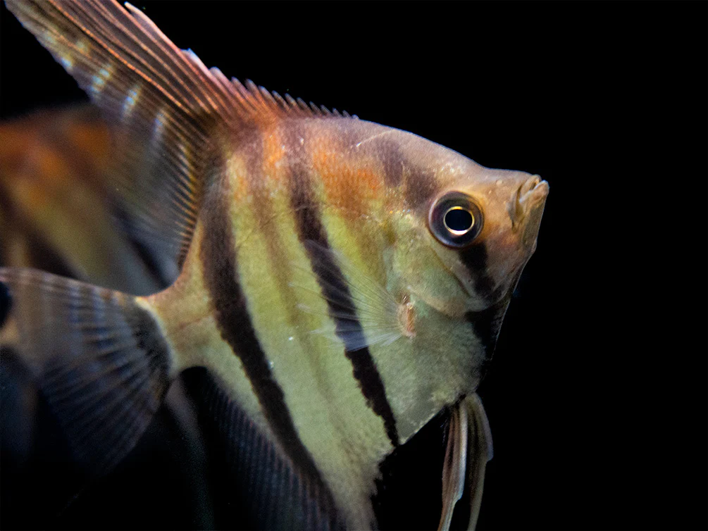 Red Shoulder Manacapuru Angelfish (Pterophyllum scalare) - TANK-BRED!!!
