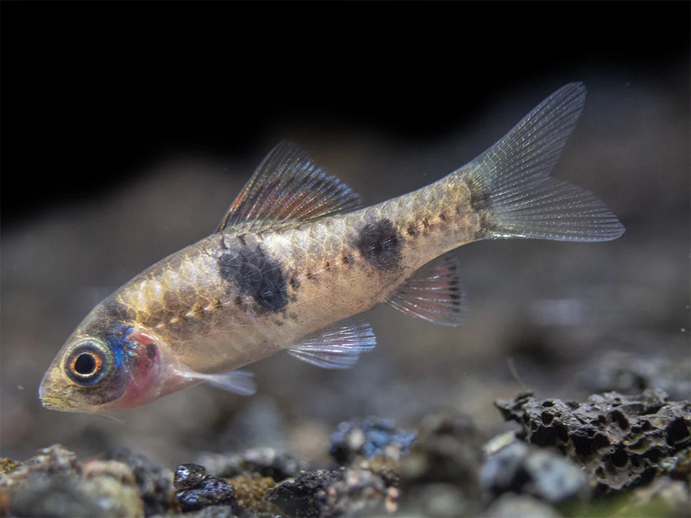 Red Panda AKA Melon Barb (Haludaria fasciata), Tank-Bred