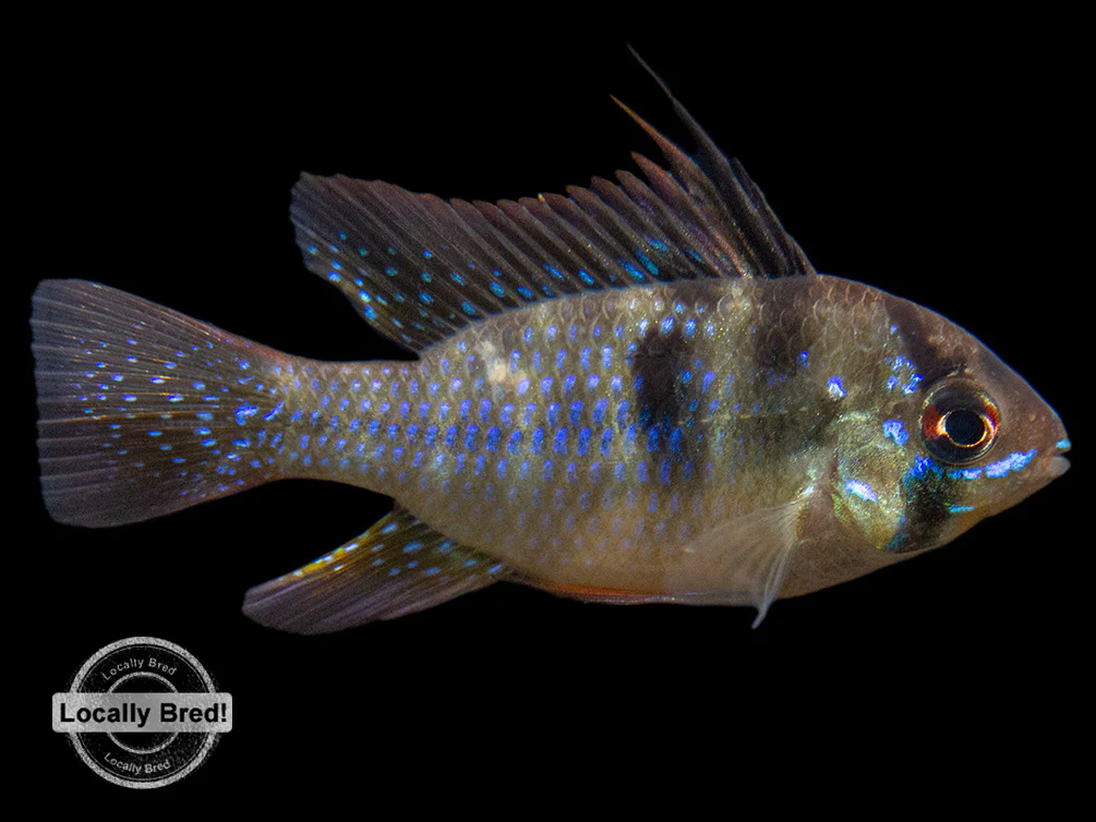German Blue Ram Dwarf Cichlid (Mikrogeophagus ramirezi) - LOCALLY BRED!!!