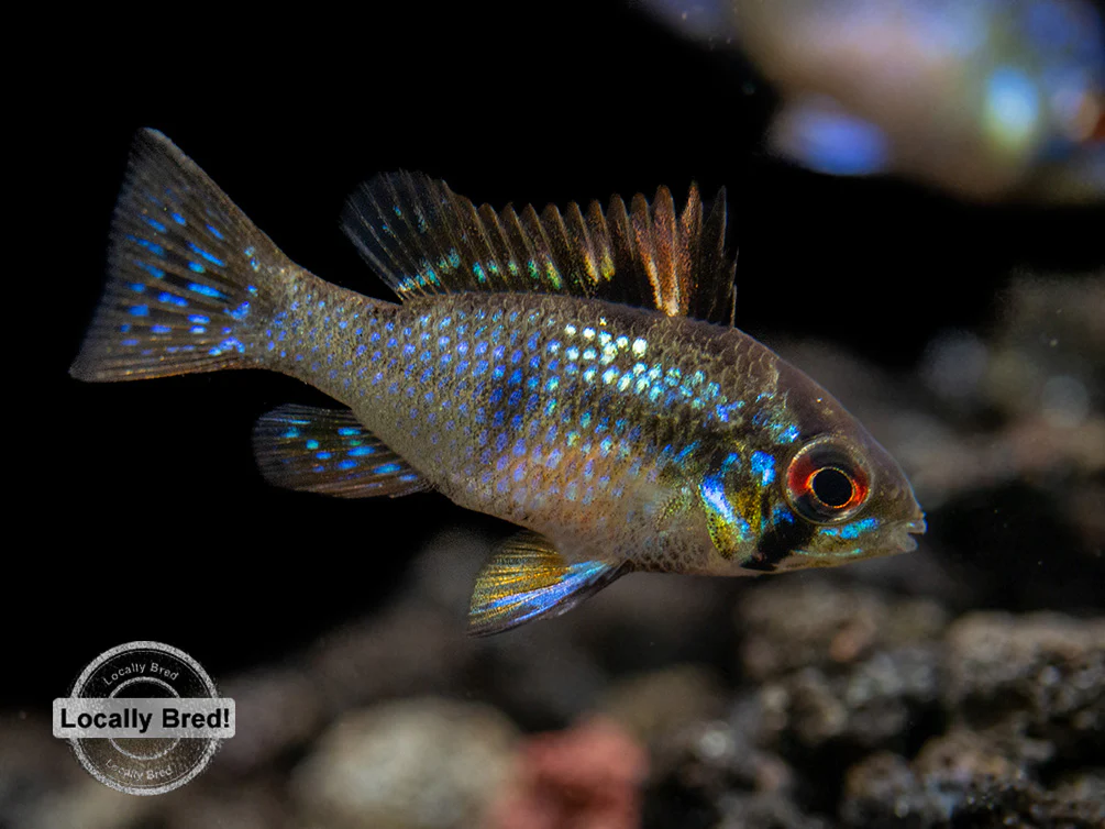 German Blue Ram Dwarf Cichlid (Mikrogeophagus ramirezi) - LOCALLY BRED!!!