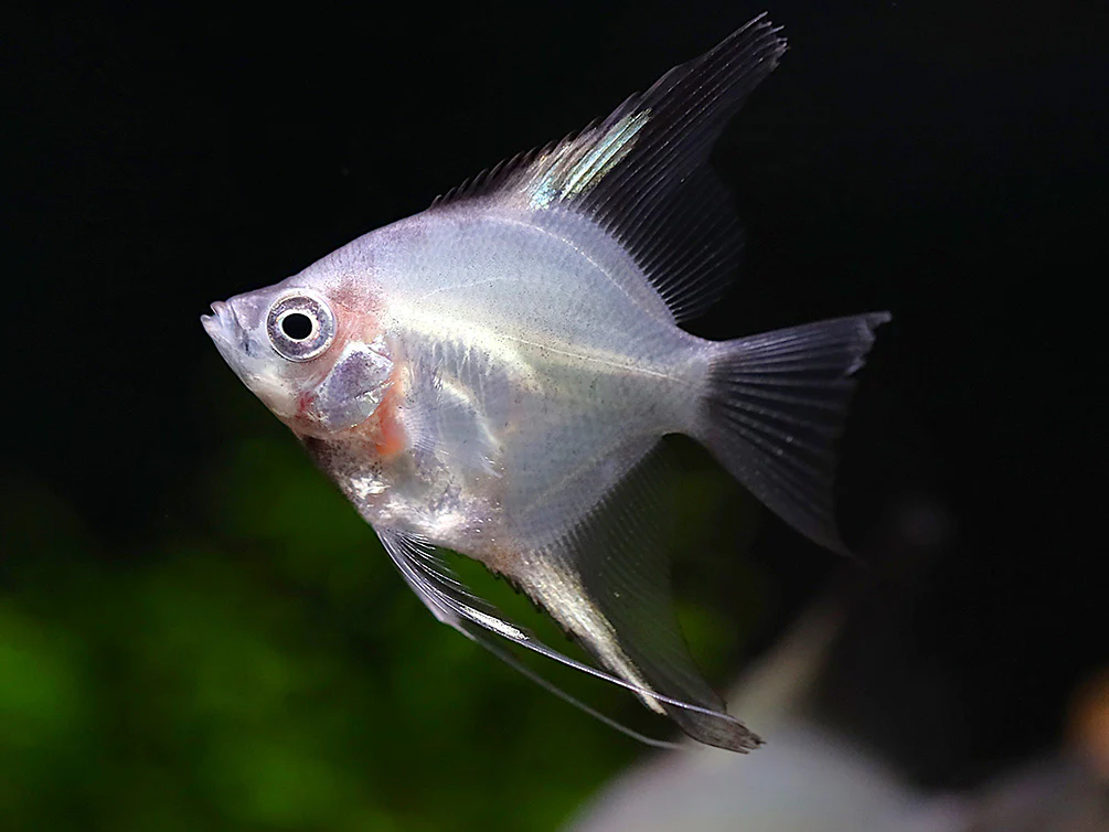 Blushing Blue Ghost Angelfish (Pterophyllum scalare) – Tank Bred
