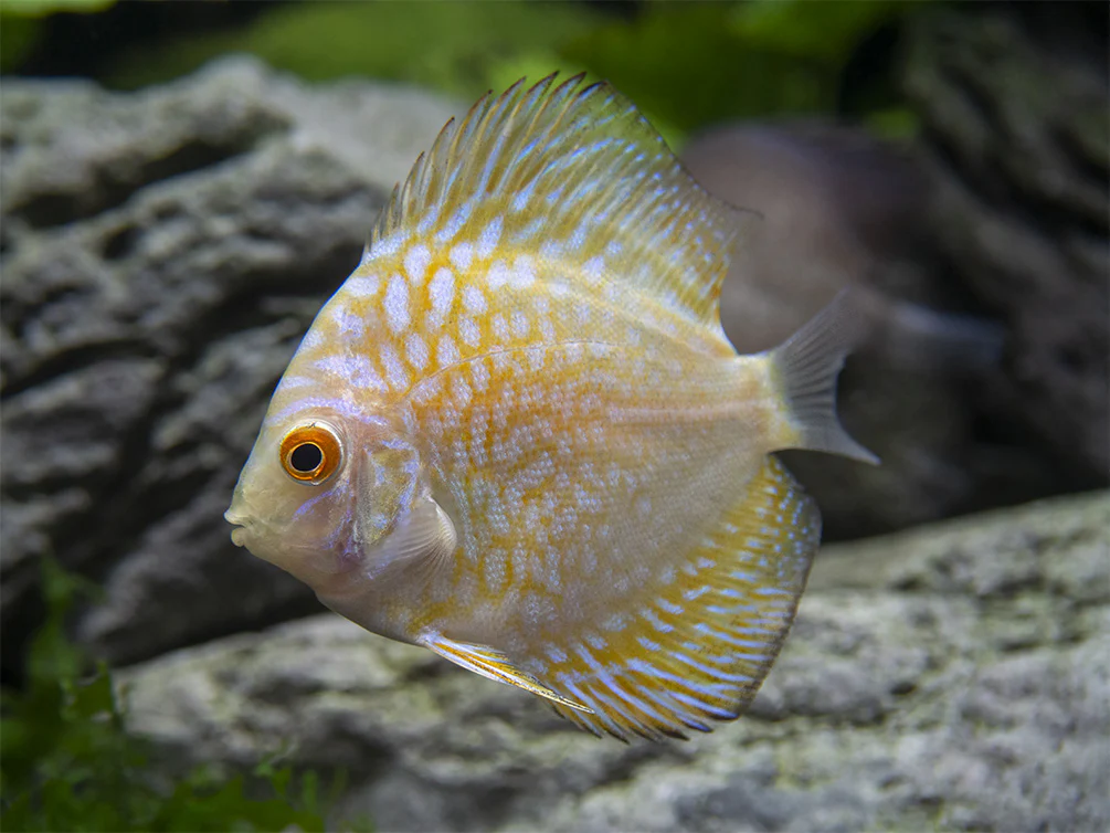 Dealer's Choice Discus (Symphysodon aequifasciatus), Tank-Bred