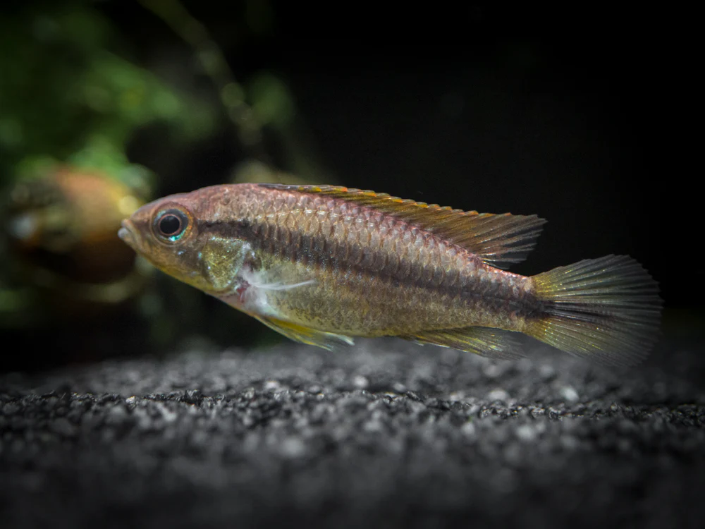 Agassizi's Dwarf Cichlid (Apistogramma cf. agassizii) - Tank-Bred!