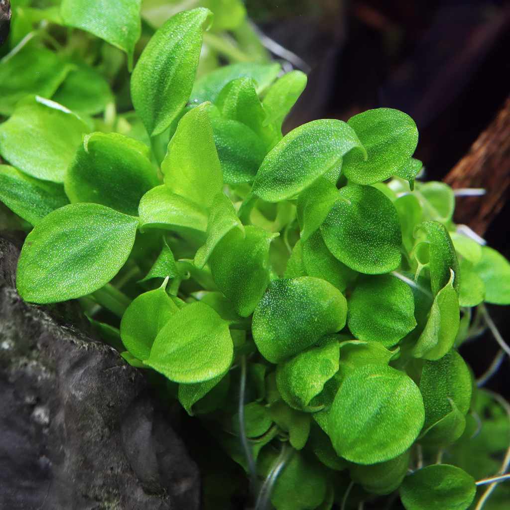 Schismatoglottis Prietoi Tissue Culture