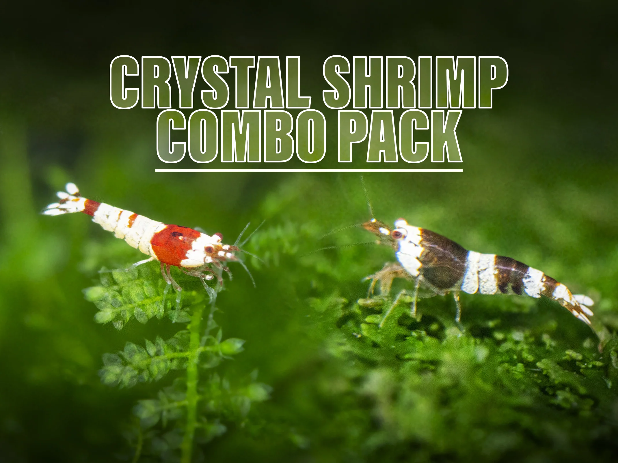 Crystal Red and Black Shrimp Combo Box