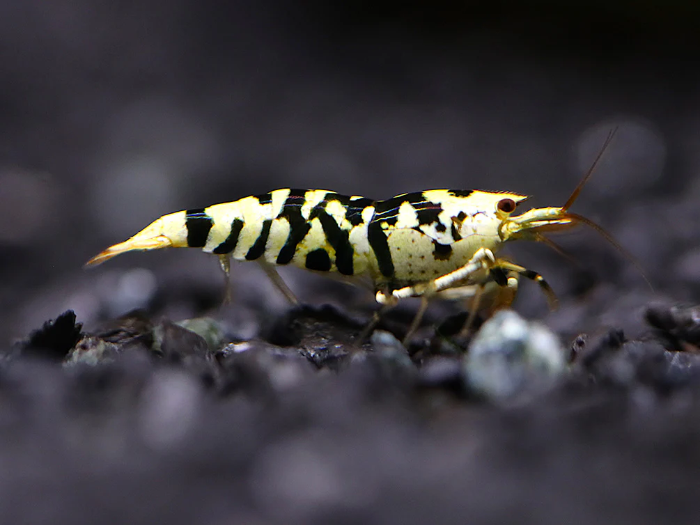 Fancy Black Tiger Shrimp (Caridina sp. “Black Tiger”) – SS Grade