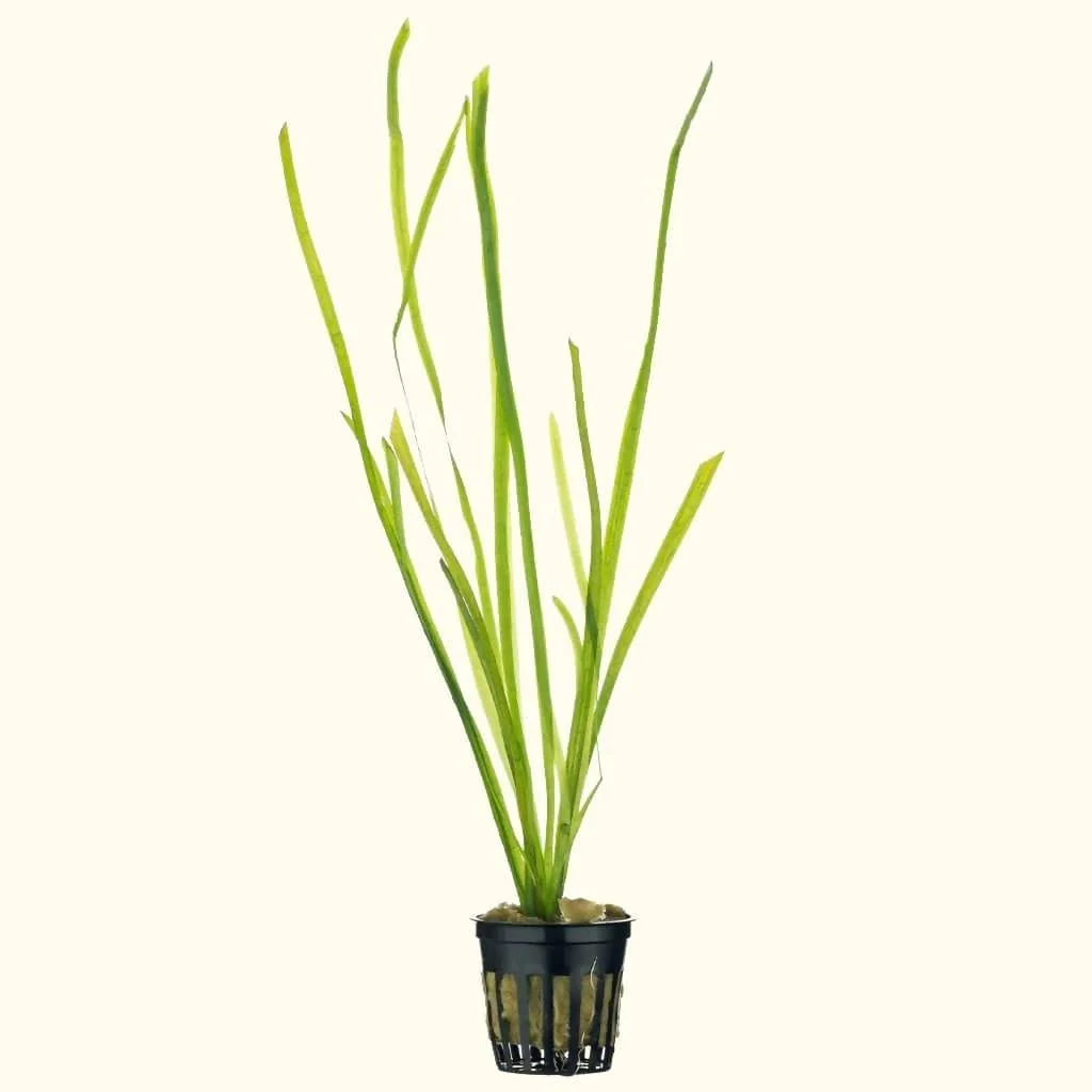 Vallisneria