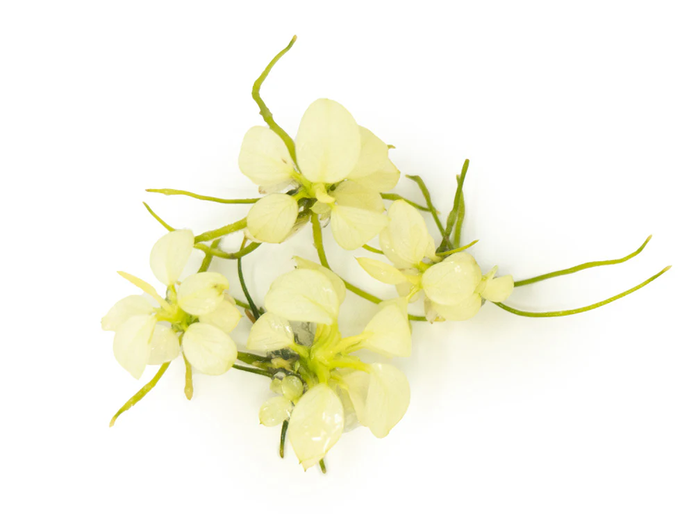Variegated Anubias Nana (Anubias barteri “Variegated Nana”) Tissue Culture