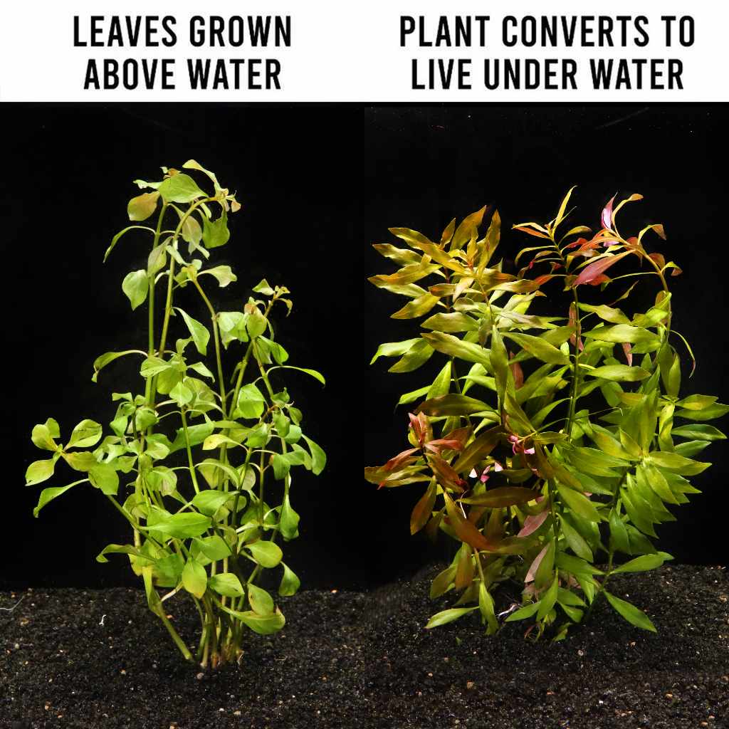 Ludwigia Repens 'Red'