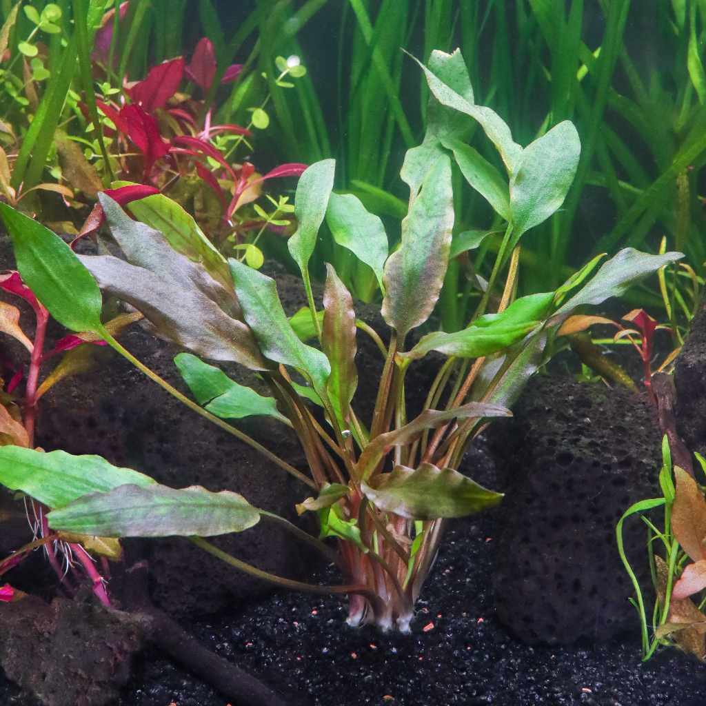 Cryptocoryne Lutea