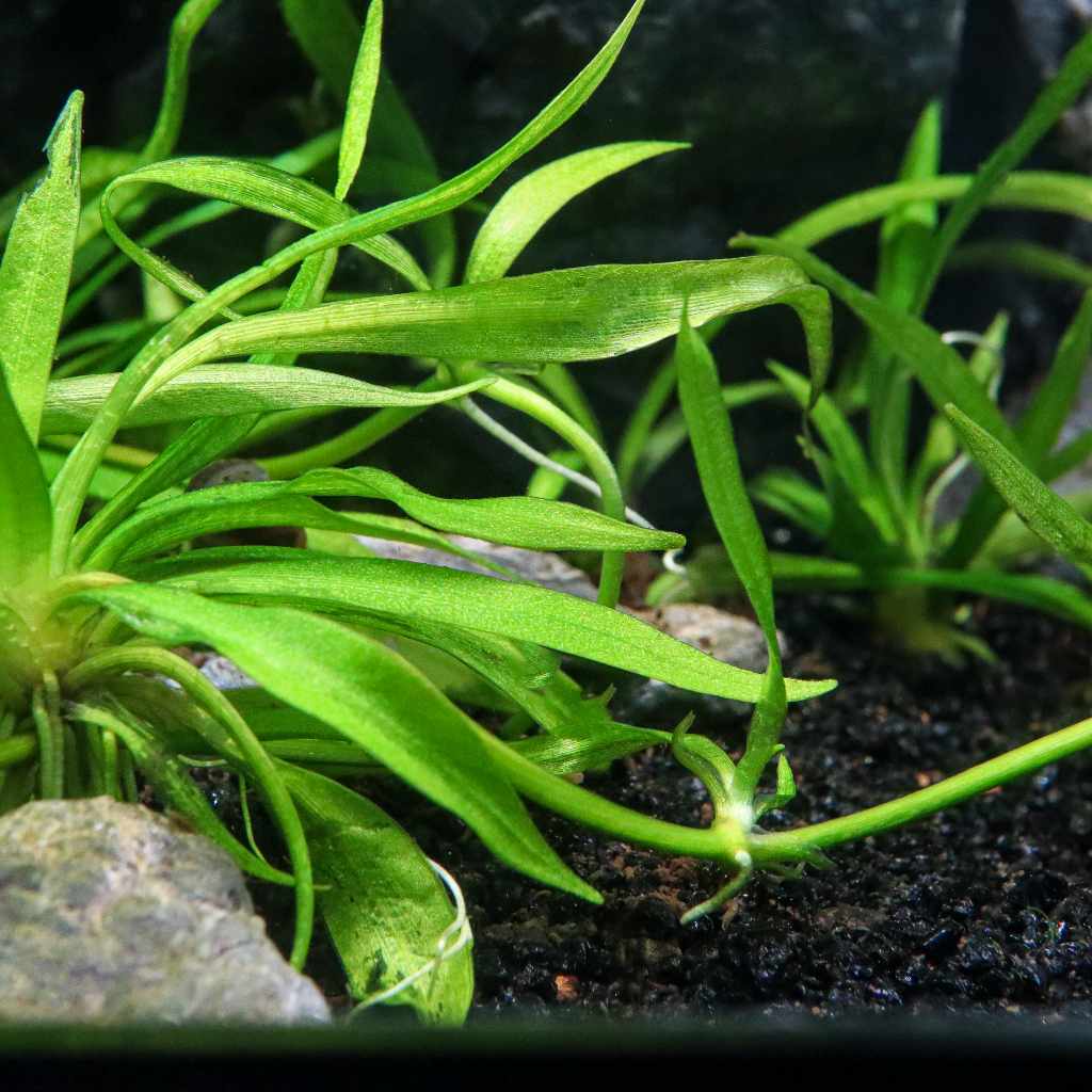 Helanthium Bolivianum 'Quadricostatus' Tissue Culture