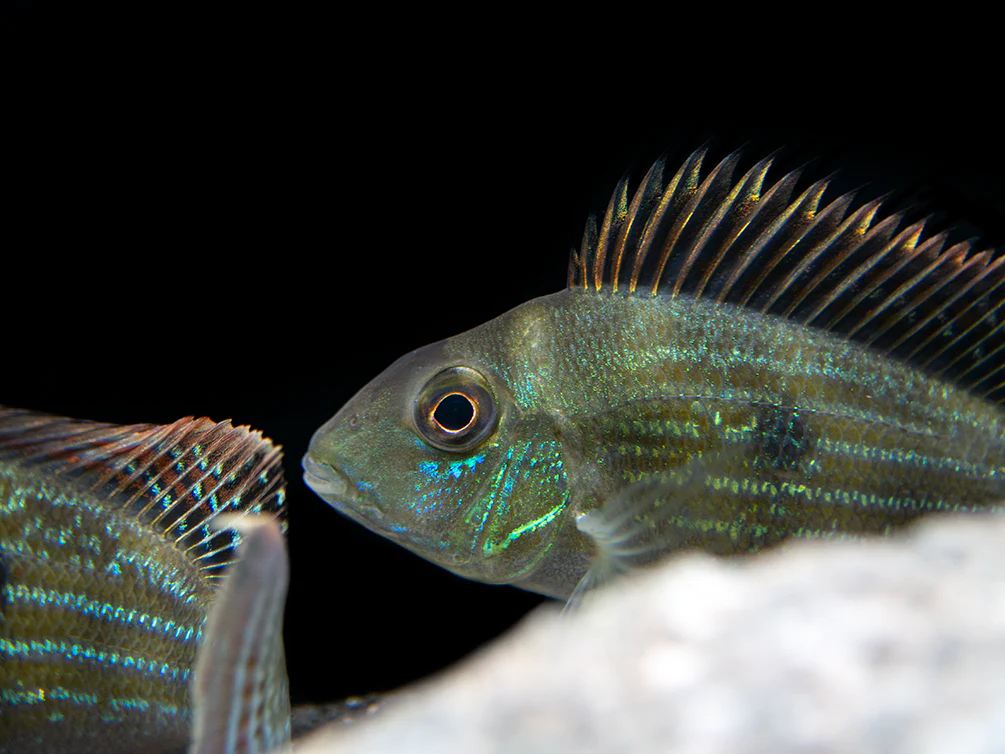 Sven's Eartheater Cichlid (Geophagus sveni), Tank-Bred!