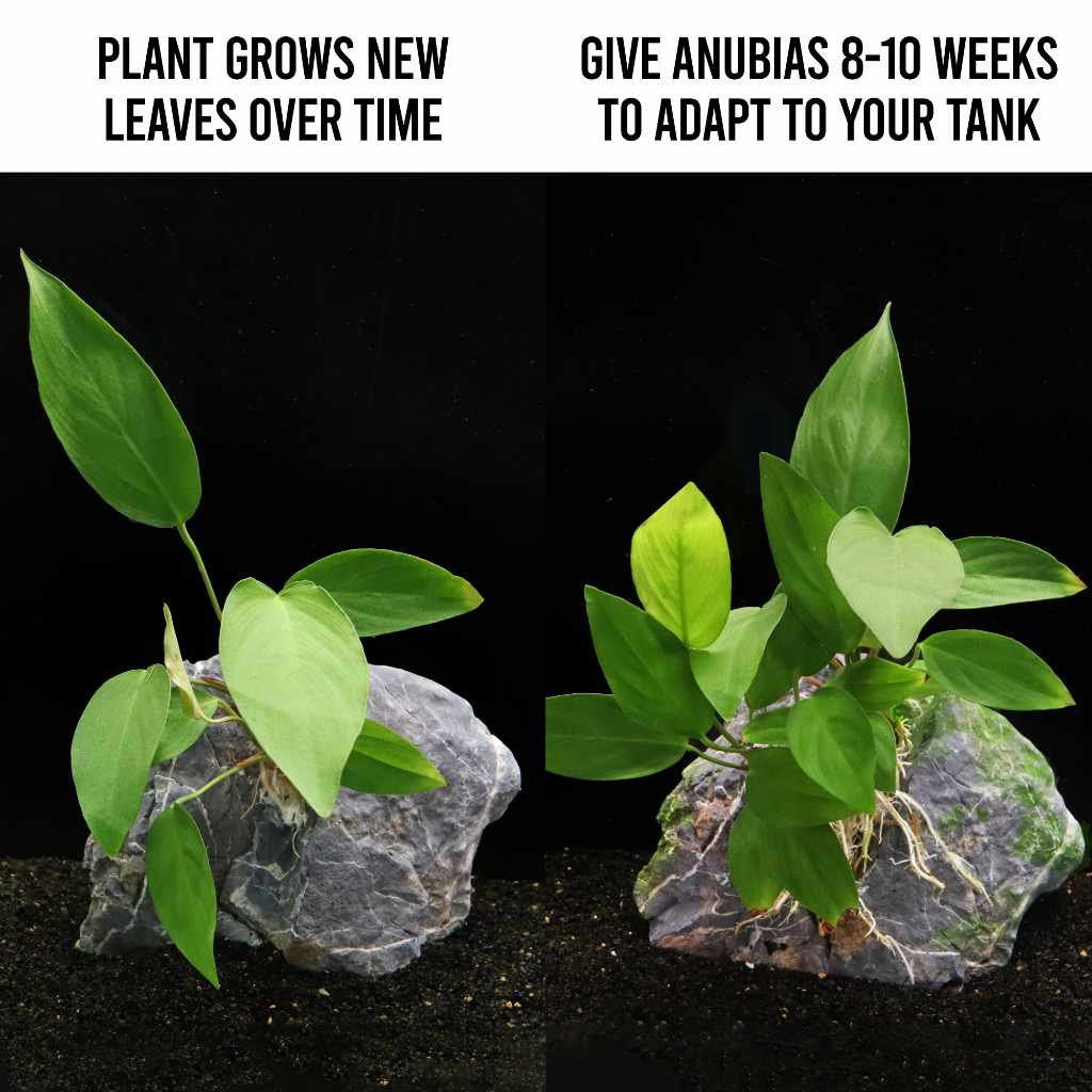 Anubias Hastifolia