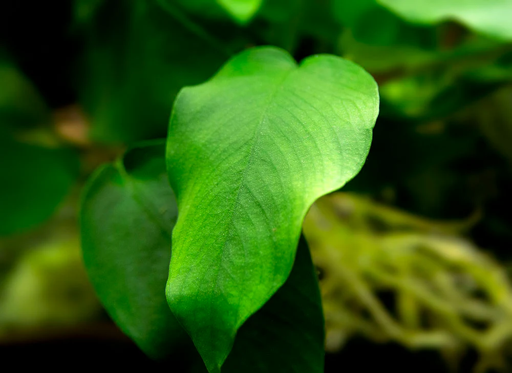 Anubias nana (Anubias barteri var. “nana”) - Bare Root, EXTRA LARGE