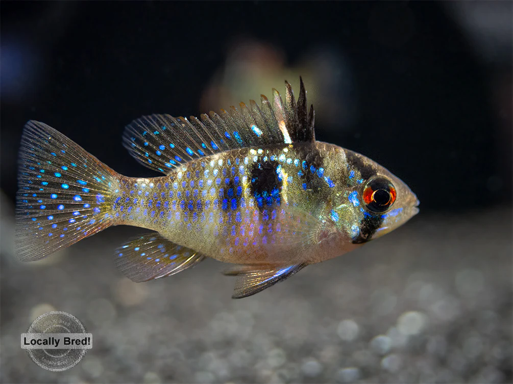 German Blue Ram Dwarf Cichlid (Mikrogeophagus ramirezi) - LOCALLY BRED!!!