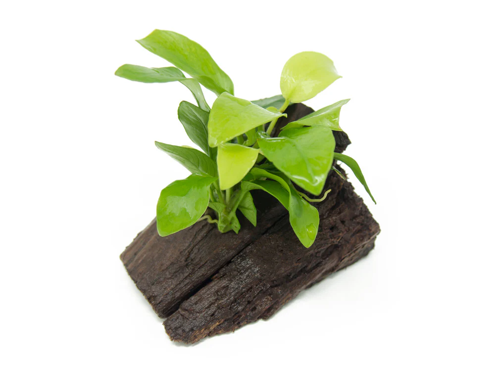 Golden Anubias Nana (Anubias barteri var. “Golden Nana”) on 3+ inch Driftwood