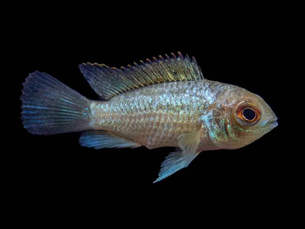 Electric Blue Acara Cichlid (Andinoacara pulcher hybrid), USA-Bred