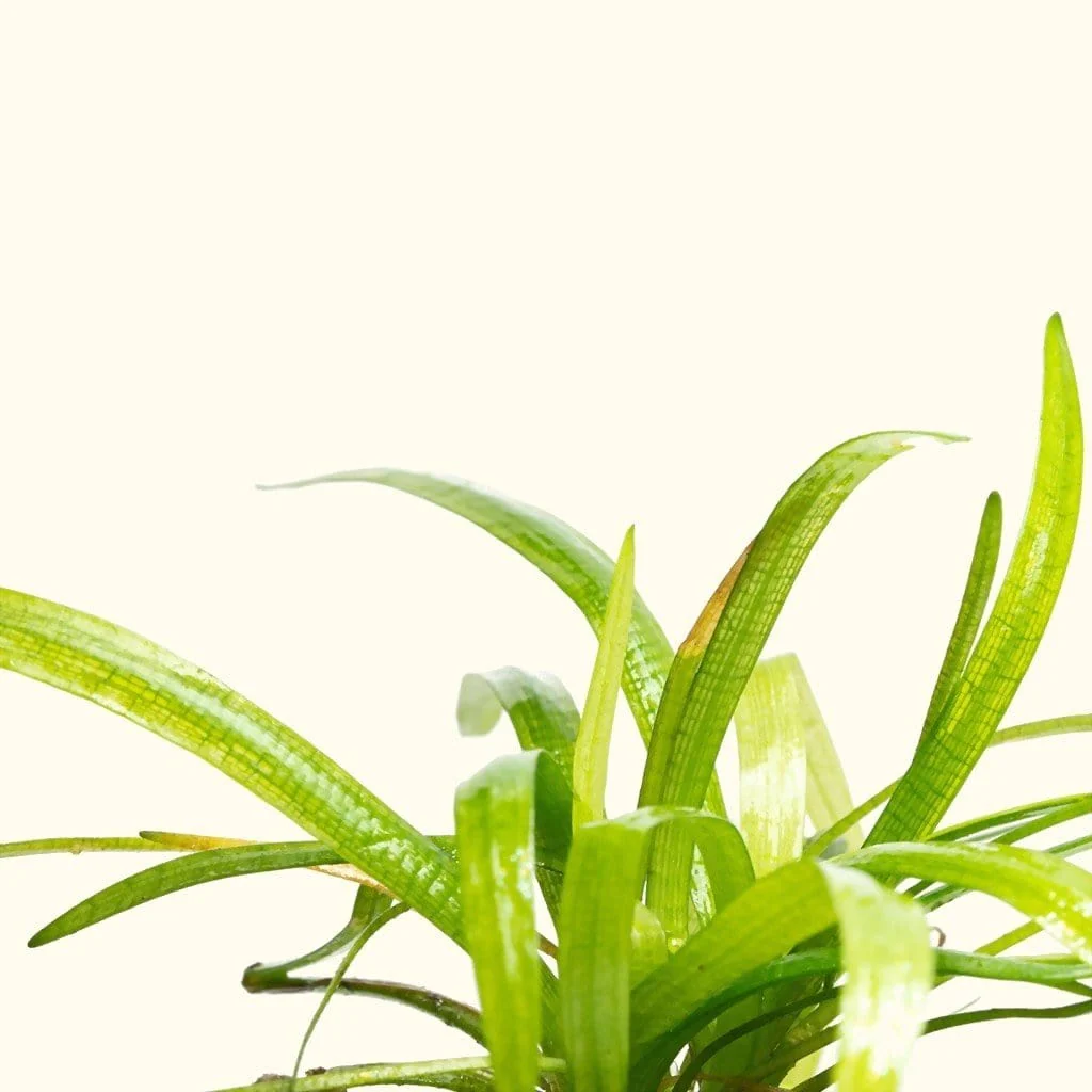 Dwarf Sagittaria