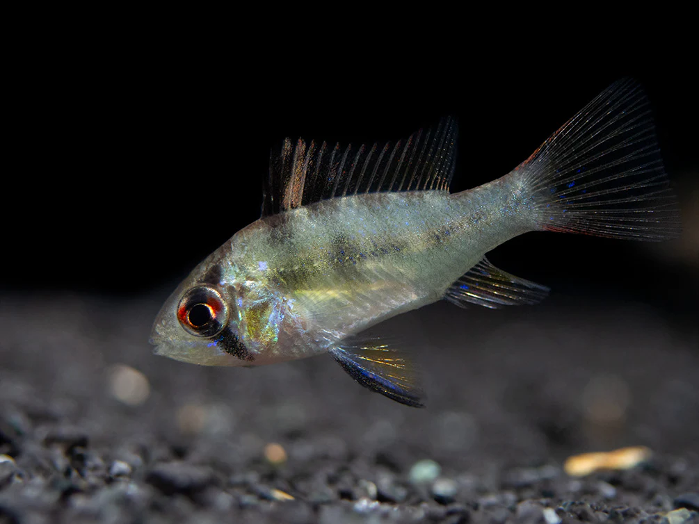 German Blue Ram Dwarf Cichlid (Mikrogeophagus ramirezi) - Tank-Bred!