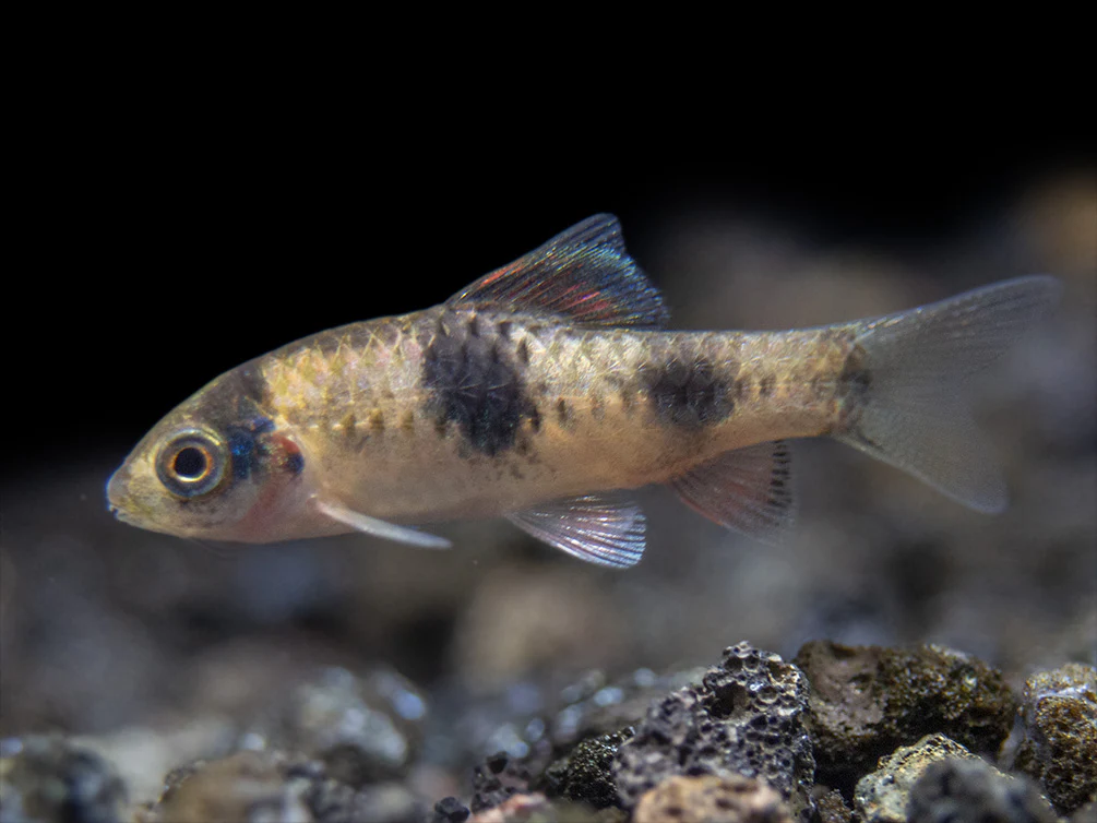 Red Panda AKA Melon Barb (Haludaria fasciata), Tank-Bred