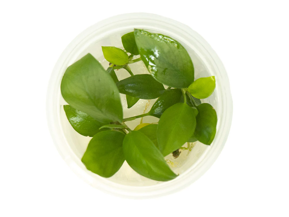 Anubias hastifolia Tissue Culture